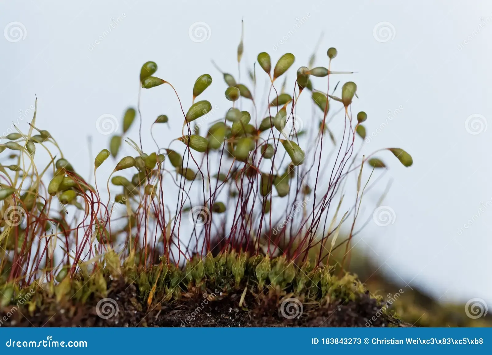 macro-photo-sporophytes-bryum-moss-macro-photo-sporophytes-bryum-moss-white-background-183843273.jpg