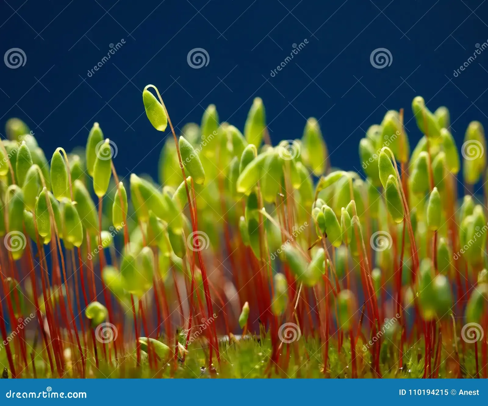 macro-pohlia-moss-pohlia-nutans-green-spore-capsules-red-stalks-low-point-view-bryum-moss-capsules-110194215.jpg
