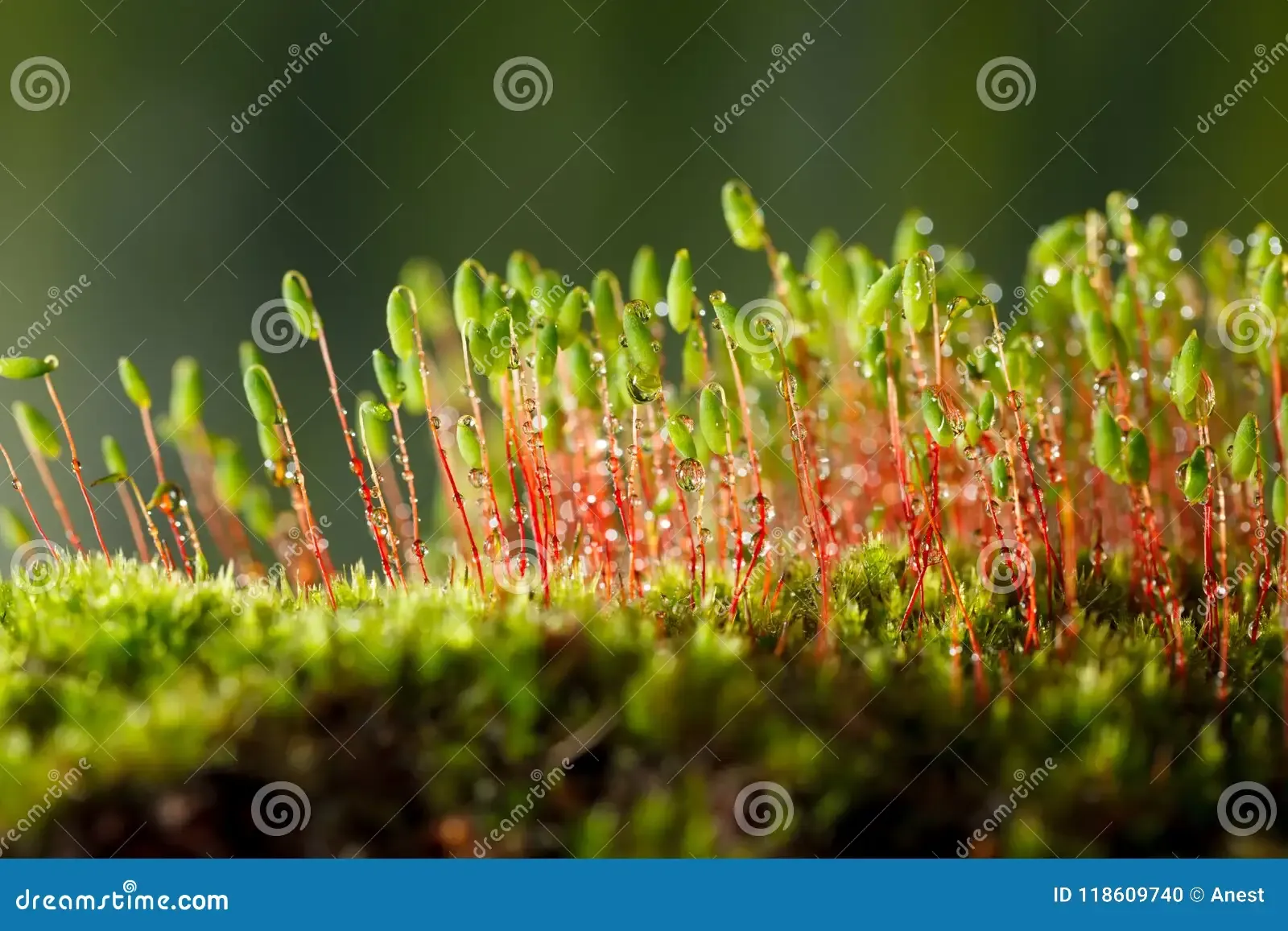 macro-pohlia-nutans-moss-green-capsules-bryum-forest-floor-dew-drops-shallow-depth-field-118609740.jpg