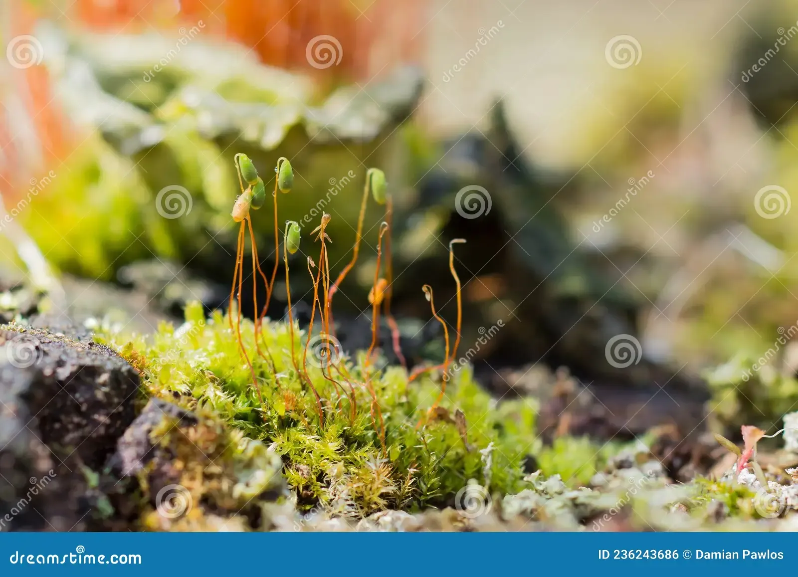 macro-shot-copper-wire-moss-pohlia-nutans-beautiful-moss-green-capsules-top-copper-stem-macro-shot-copper-236243686.jpg