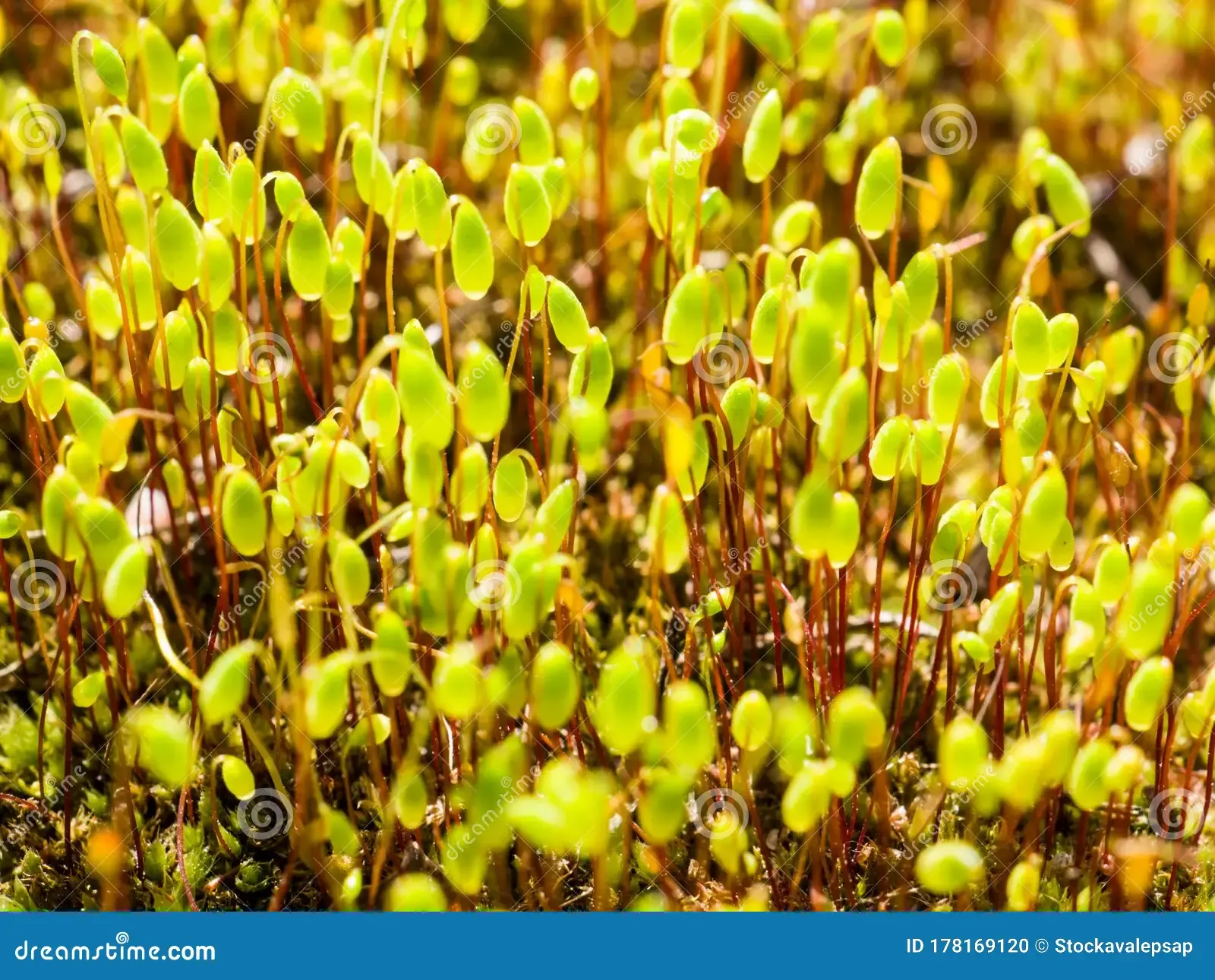 macro-van-mossy-forest-floor-pohlia-bryum-moss-green-spore-capsules-op-rode-stengels-nutans-goudlicht-vintage-wazig-178169120.jpg