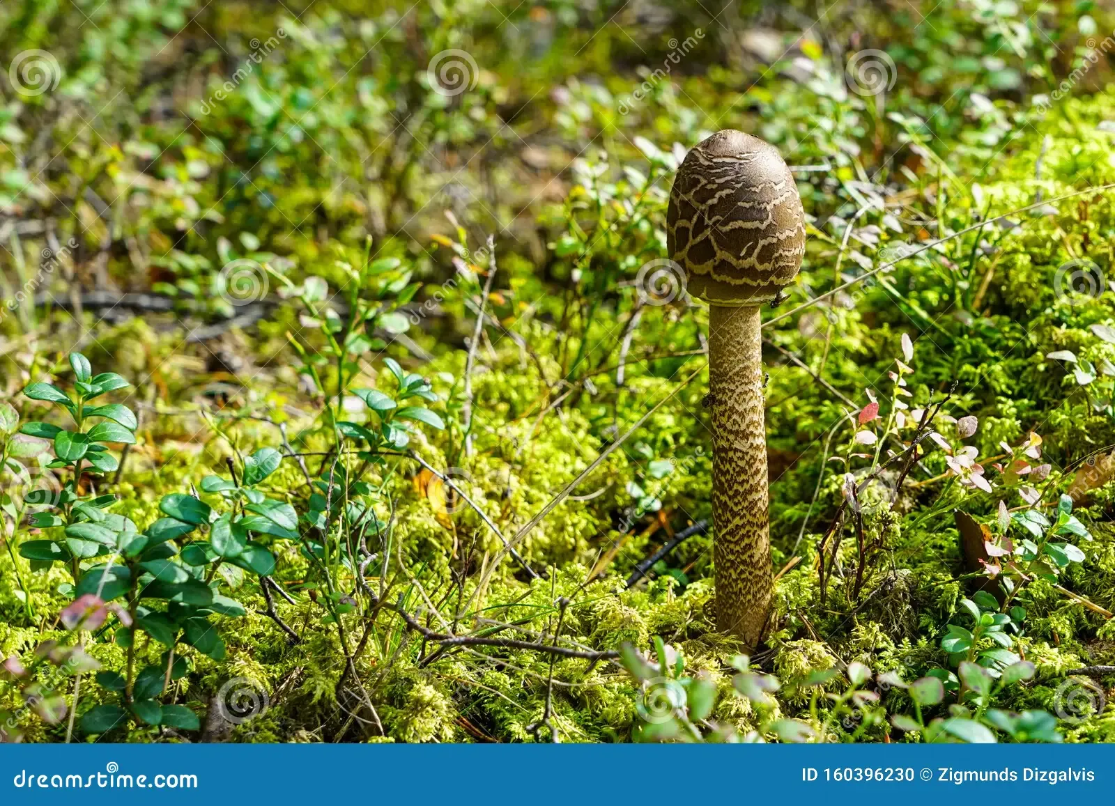 macrolepiota-procera-parasol-mushroom-large-prominent-fruiting-body-macrolepiota-procera-parasol-mushroom-160396230.jpg