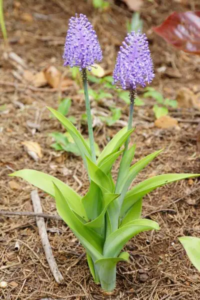 ~madeira-blaustern--scilla-madeirensis-_16455378_detail.jpg