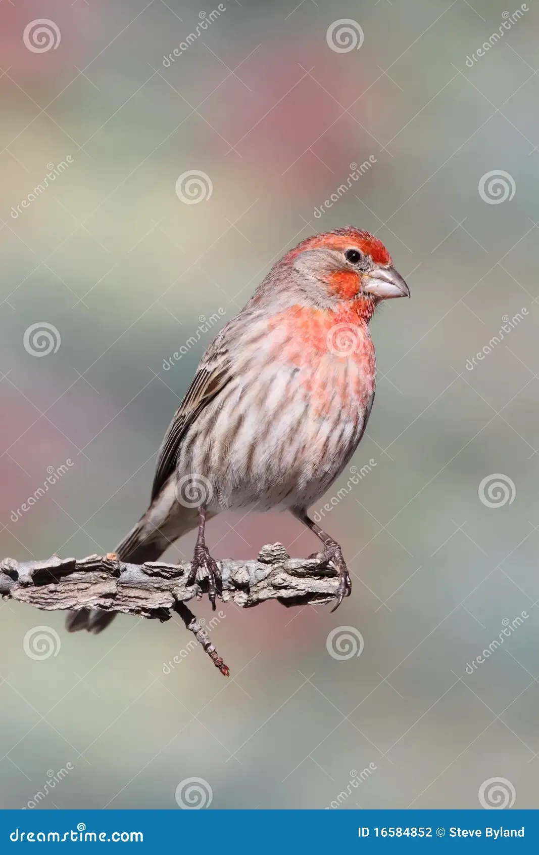 male-house-finch-carpodacus-mexicanus-16584852.jpg