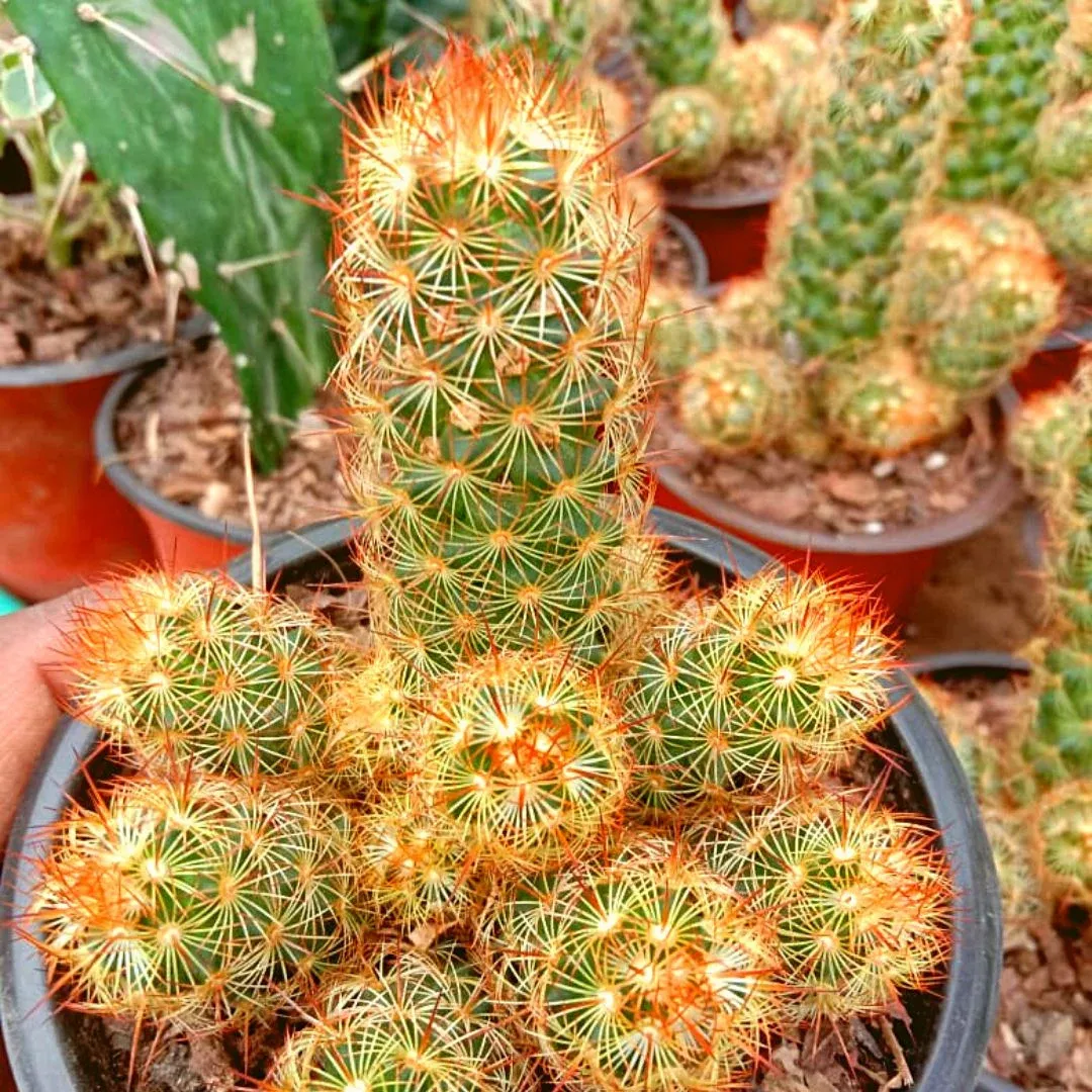 mammillaria-elongata-ladyfinger-cactus.jpg