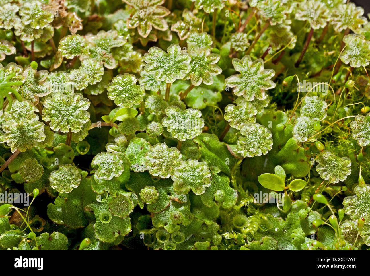 marchantia-polymorpha-male-plant-liverwort-2G5FWYT.jpg