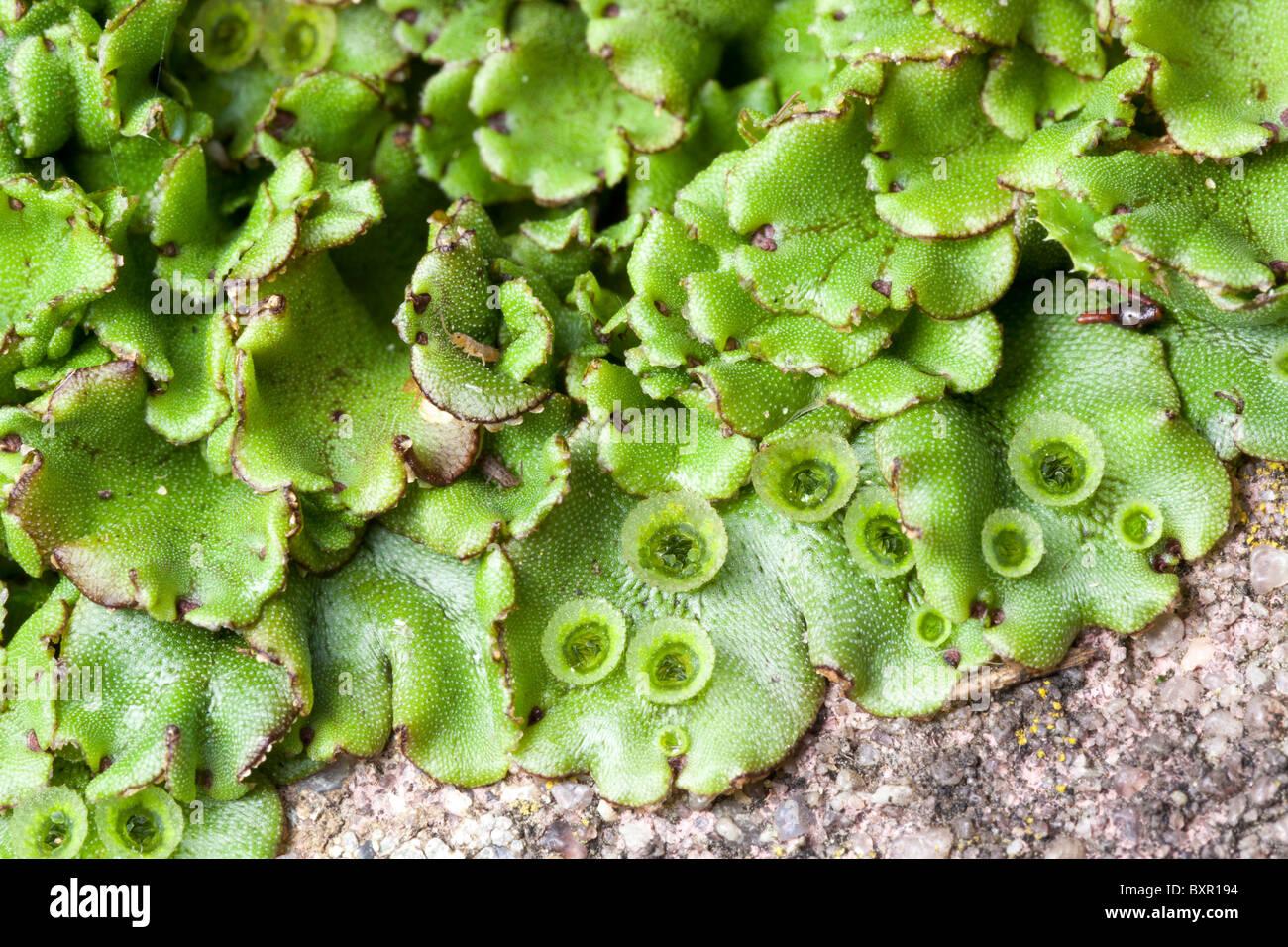 marchantiophyta-liverworts-hepatics-BXR194.jpg