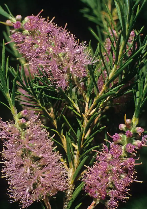 melaleuca-subfalcata-600x856.jpg