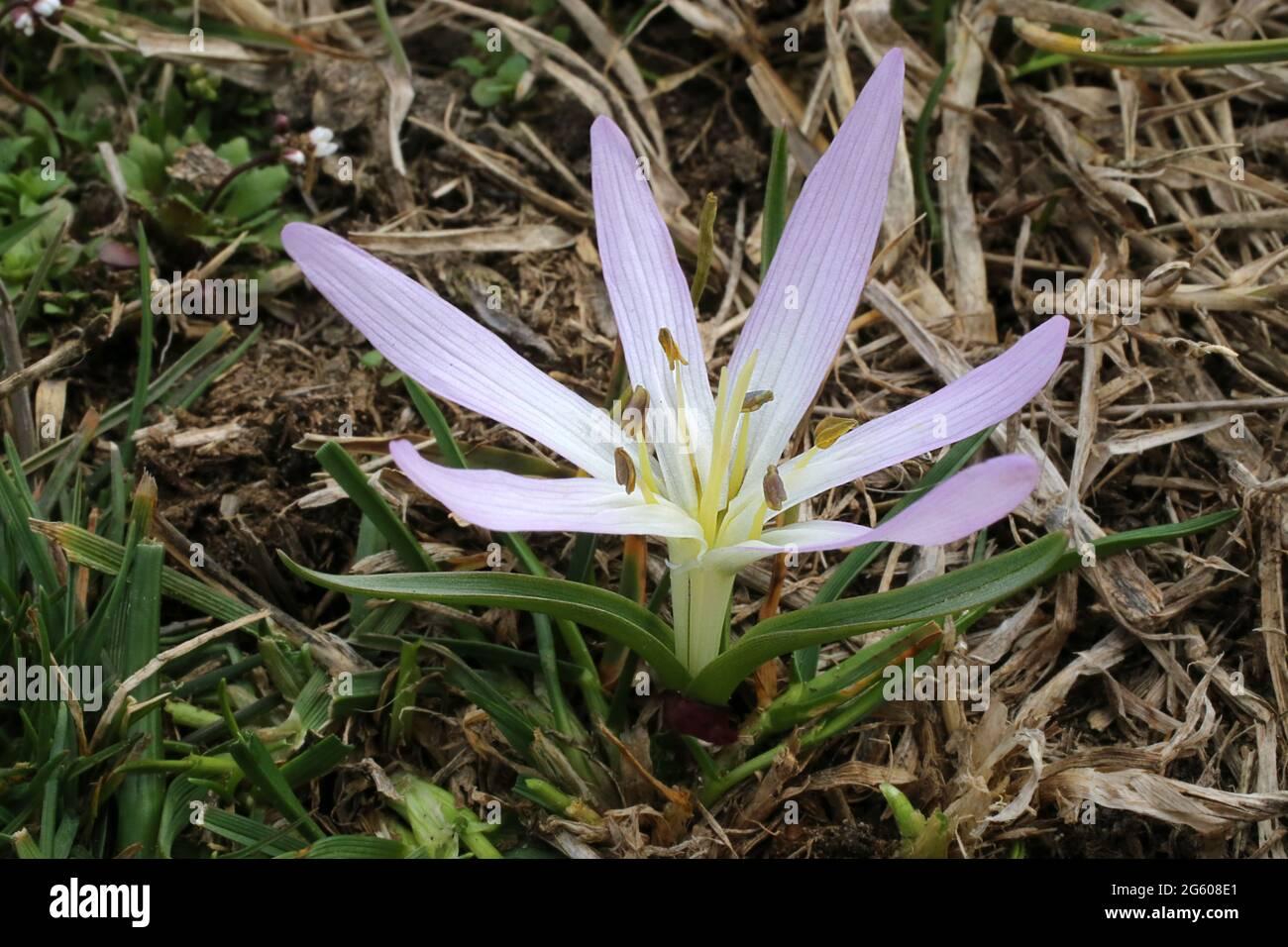 merendera-sobolifera-colchicum-soboliferum-colchicaceae-wild-plant-shot-in-summer-2G608E1.jpg
