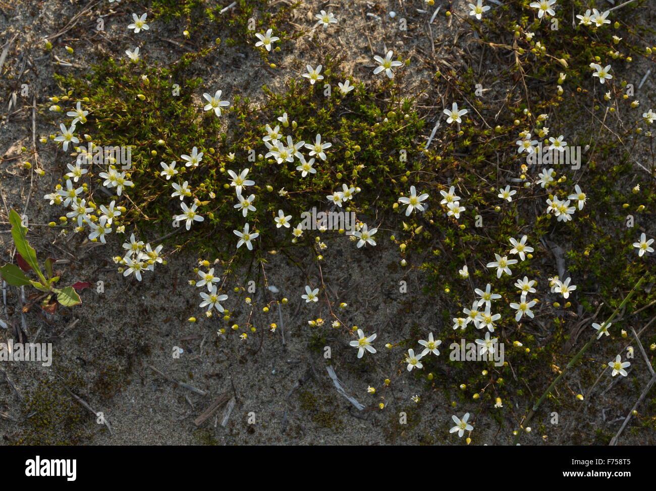 michauxs-stitchwort-rock-sandwort-minuartia-michauxii-in-flower-on-F758T5.jpg