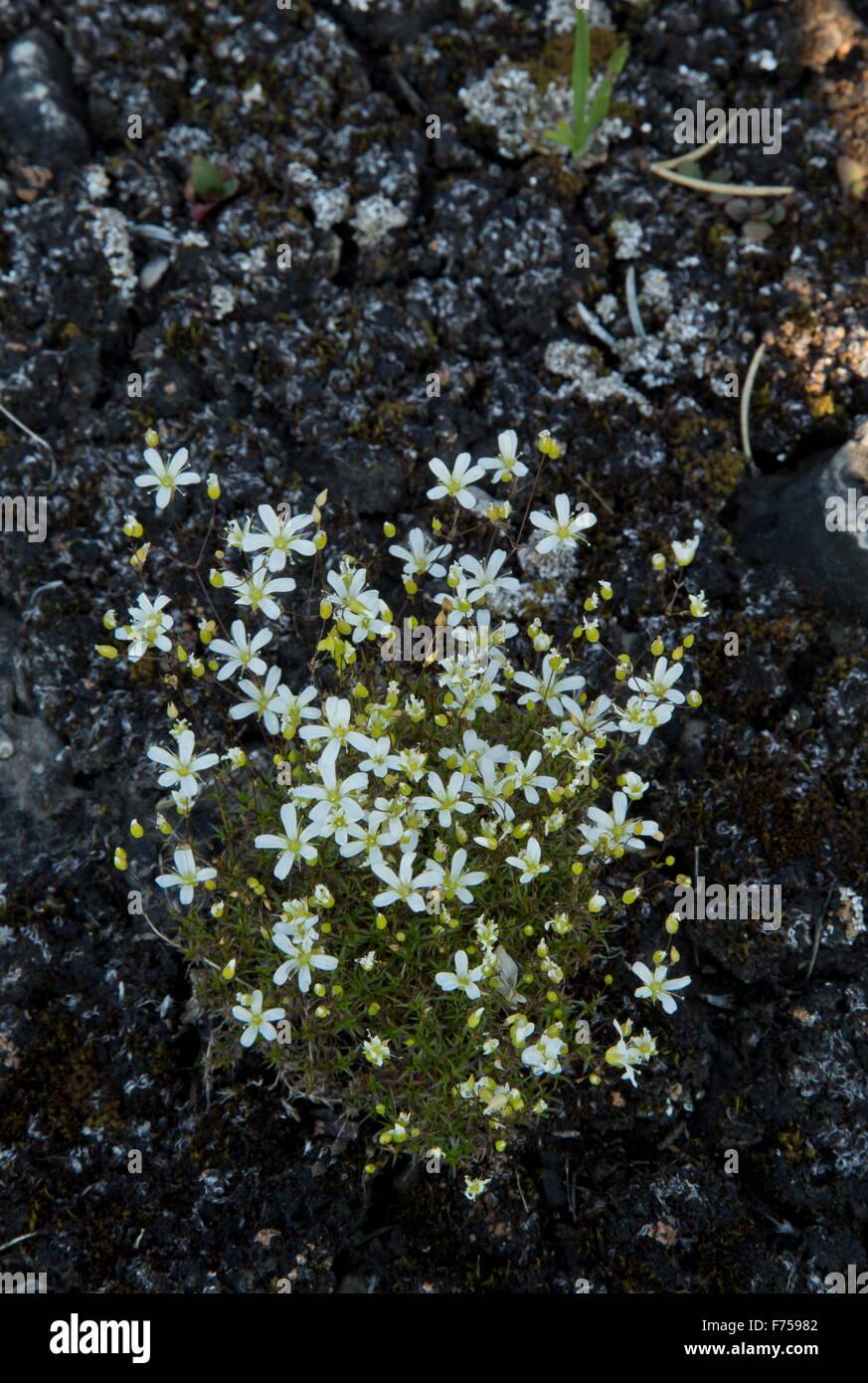 michauxs-stitchwort-rock-sandwort-minuartia-michauxii-in-flower-on-F75982.jpg