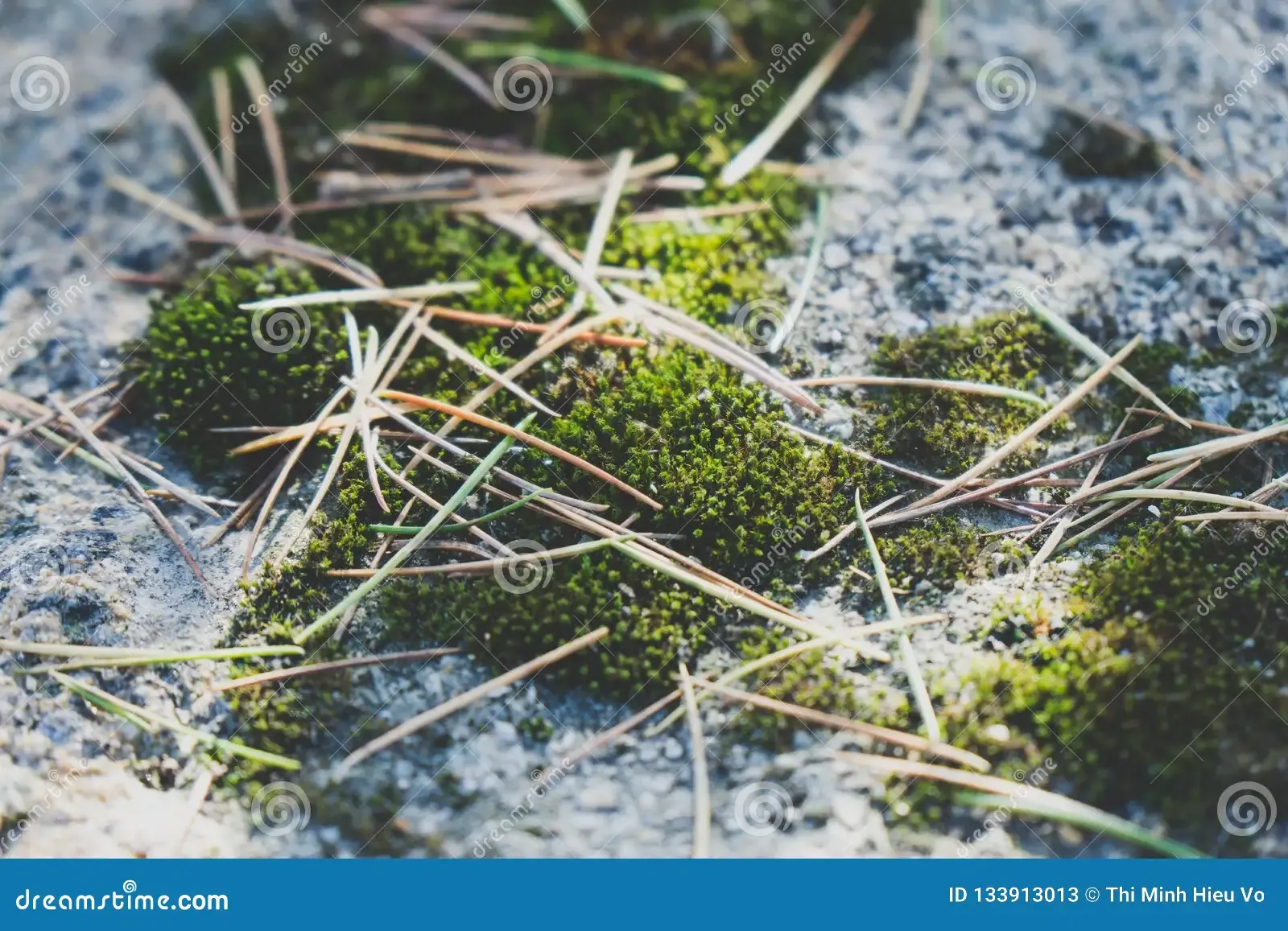 micro-moss-mont-saint-michel-france-traveling-walking-around-wonderful-place-voted-unesco-ancient-abbey-located-133913013.jpg