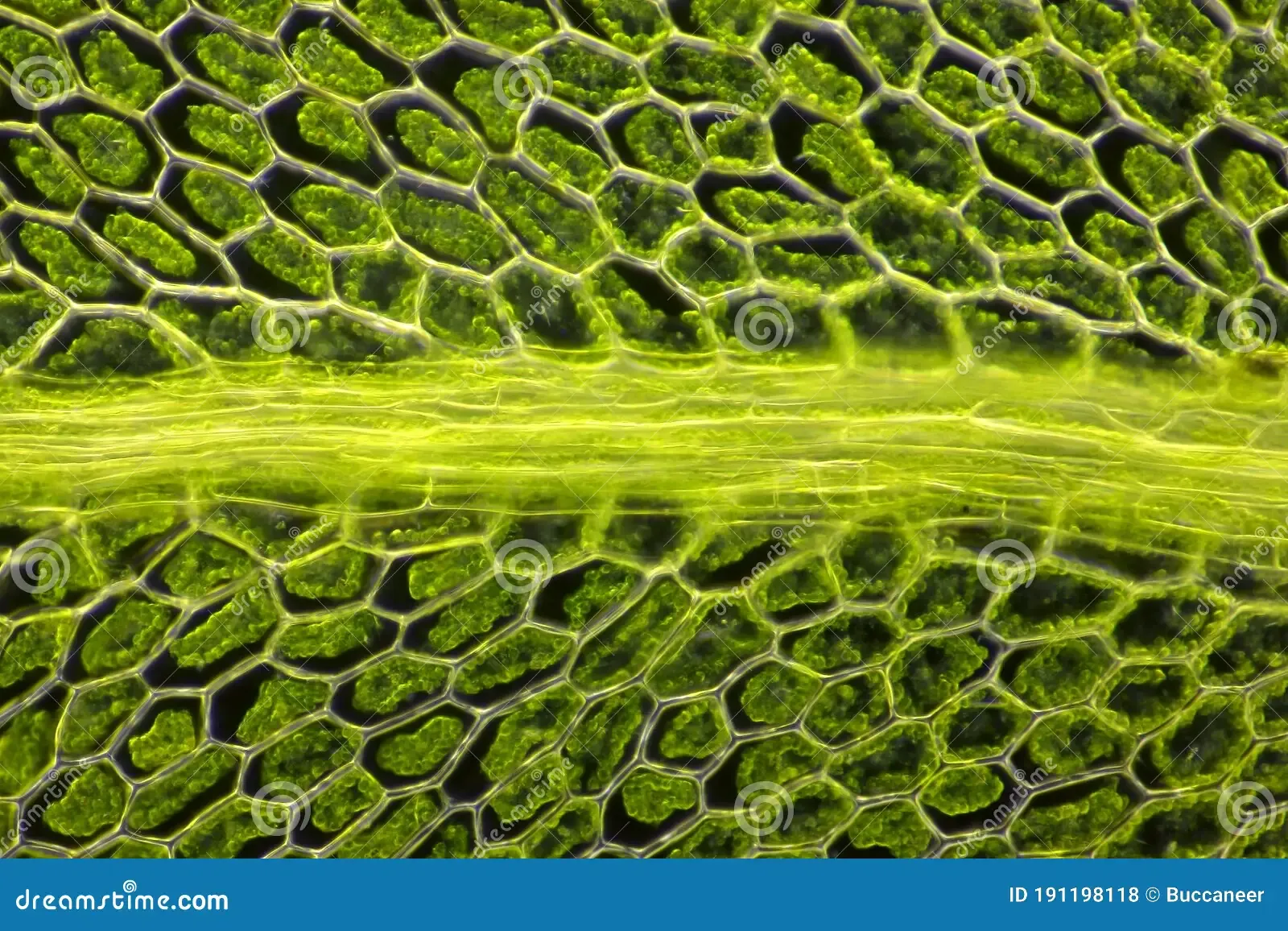 microscopic-view-moss-leaf-plagiomnium-affine-darkfield-illumination-191198118.jpg