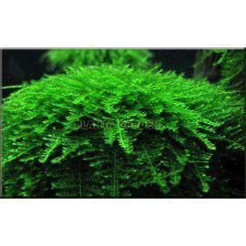 mini-taiwan-moss-isopterygium-sp.jpg