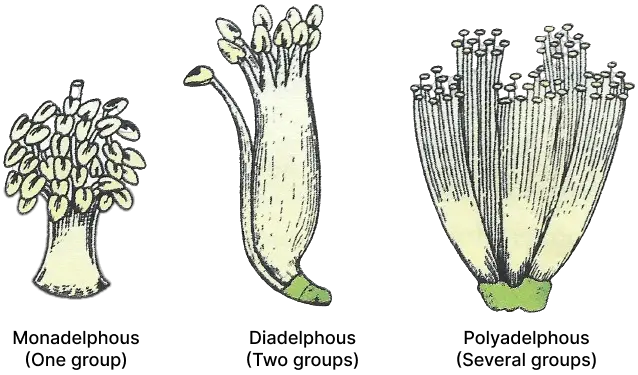 monadelphous-diadelphous-polyadelphous-concise-biology-solutions-icse-class-9-638x375.png