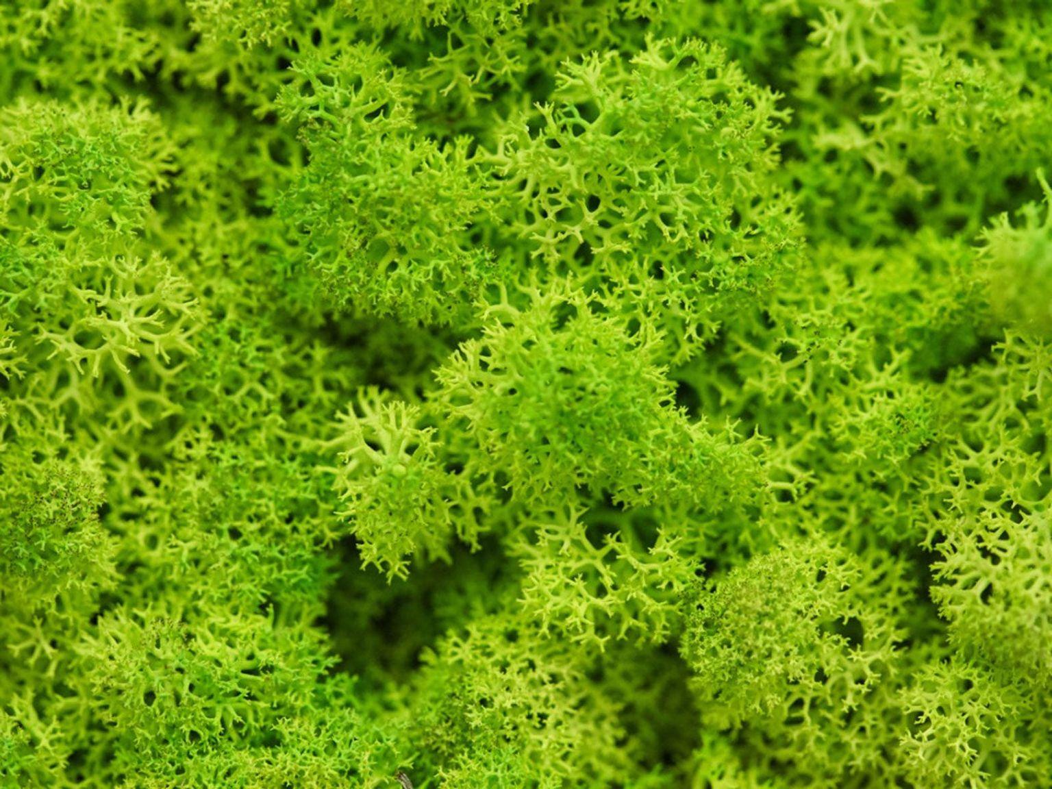 moss-1536x1152.jpg