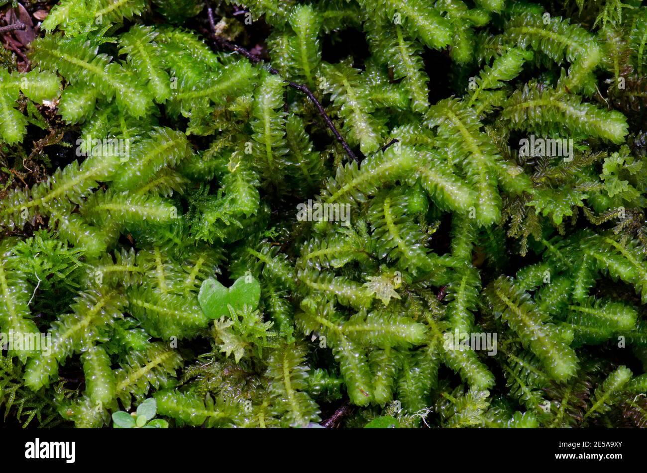 moss-acromastigum-colensoanum-fiordland-national-park-southland-south-island-new-zealand-2E5A9XY.jpg