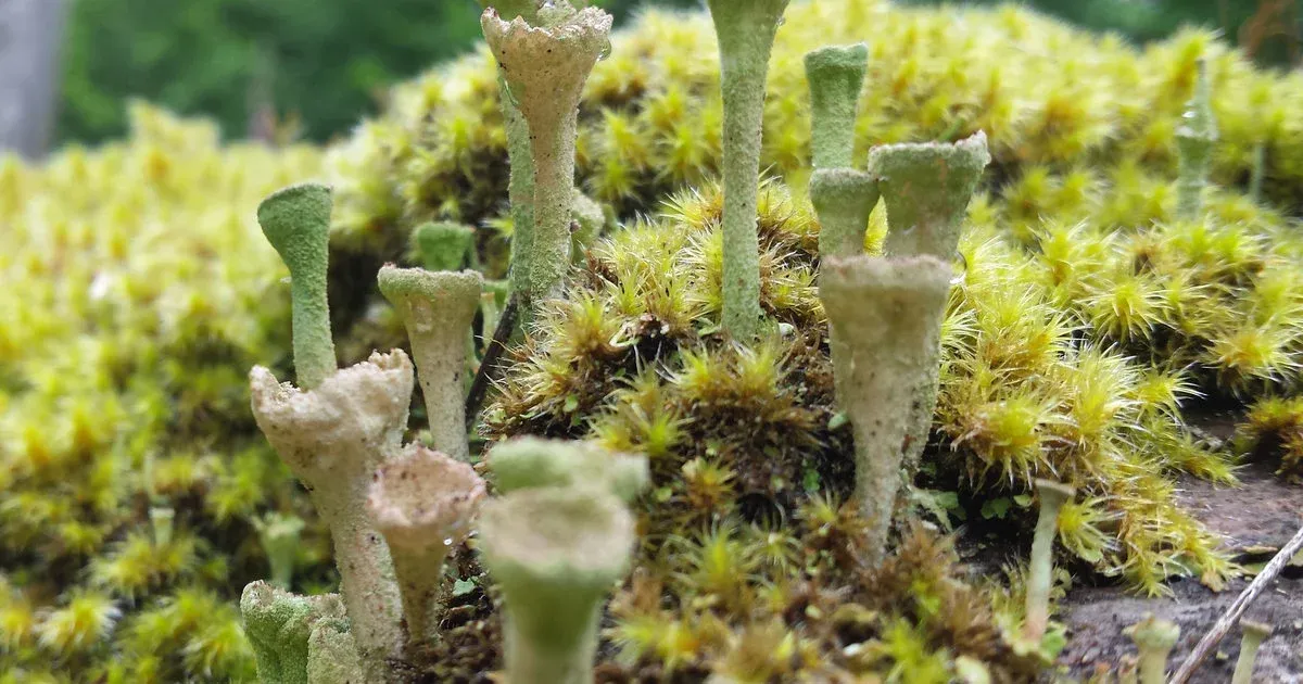 moss-and-lichen.jpg