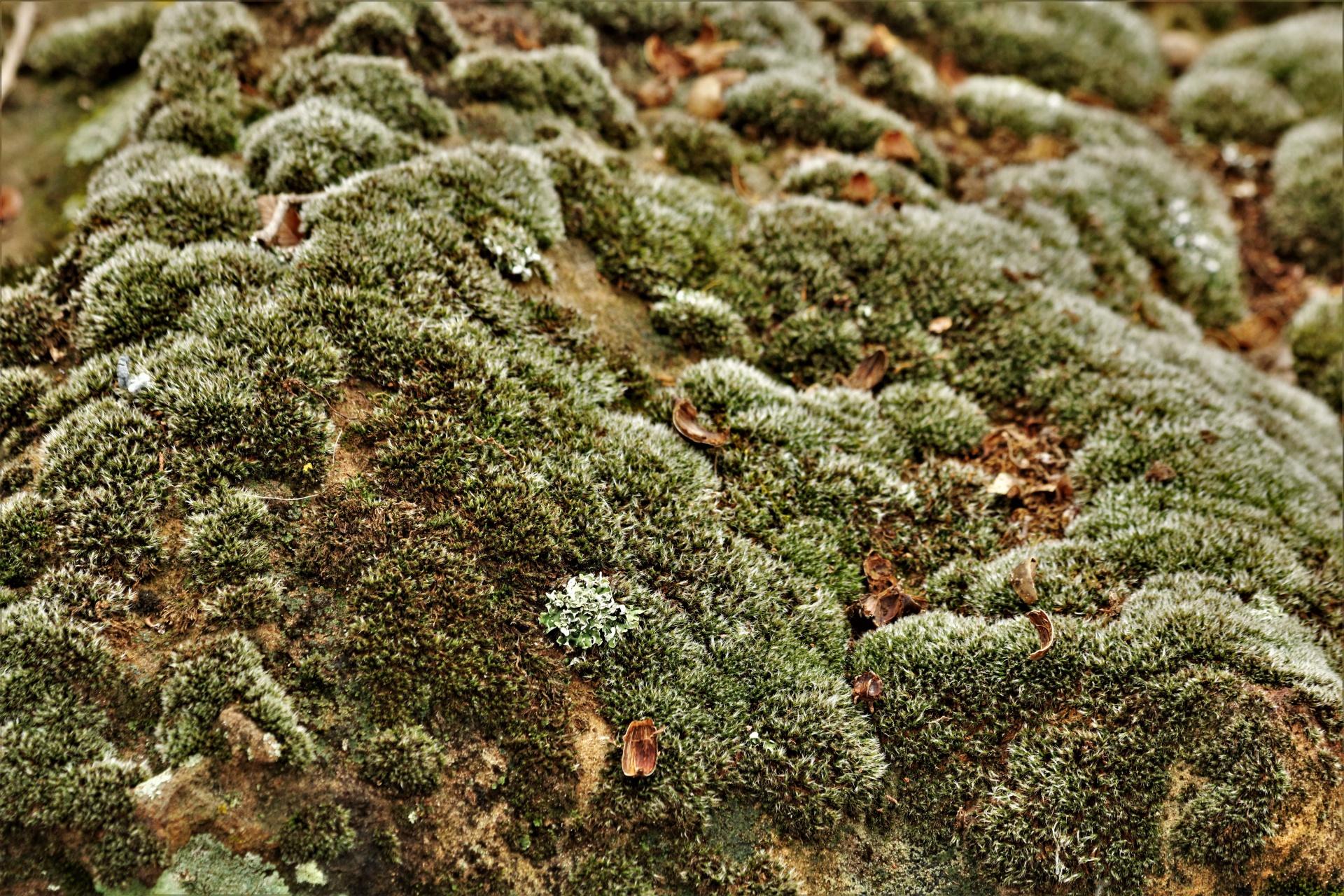 moss-and-lichens-close-up-1549285829WHn.jpg