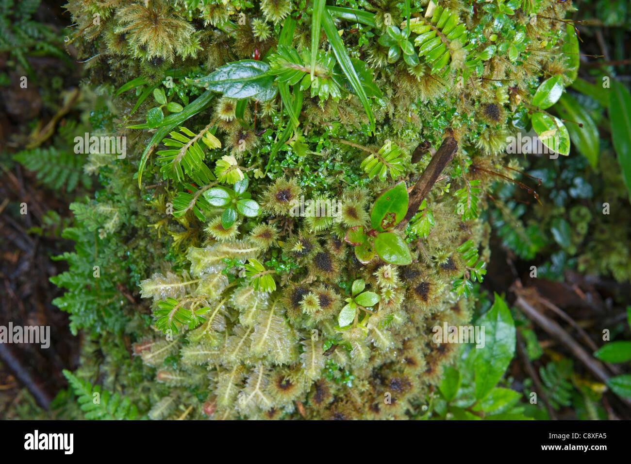 moss-and-liverwort-detail-on-log-in-montane-forest-near-mt-hagen-western-C8XFA5.jpg