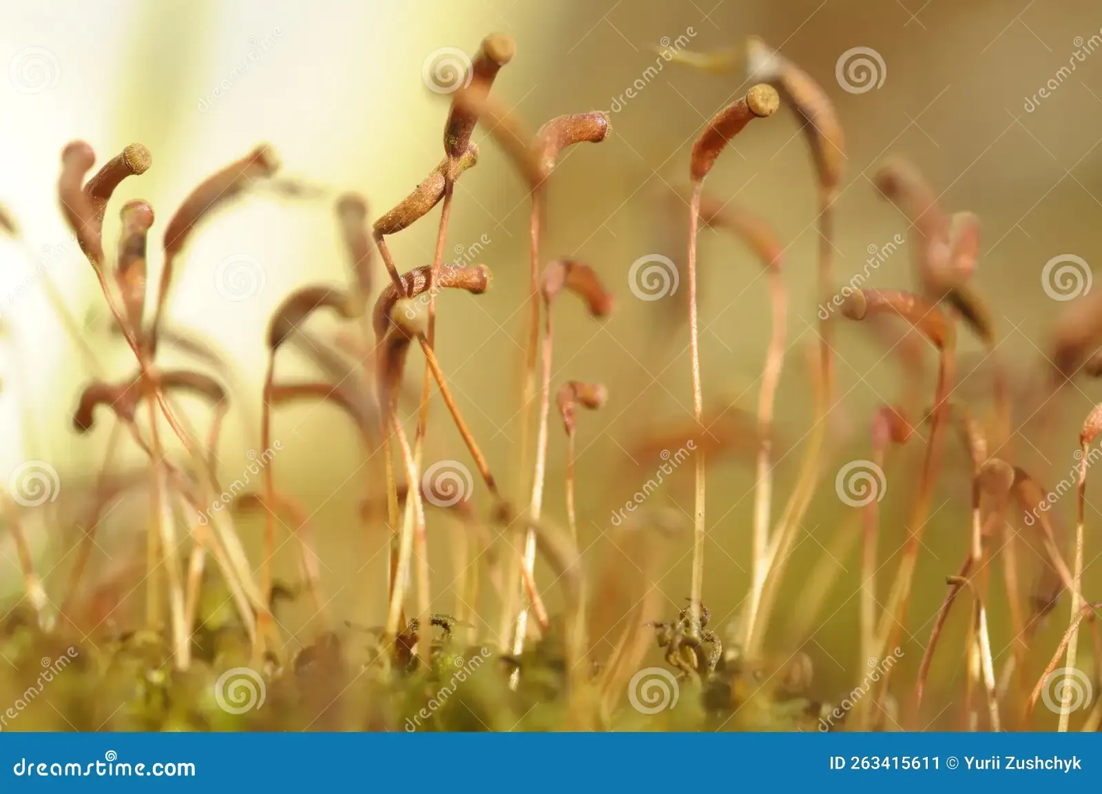 moss-aulacomnium-androgynum-seeds-growing-ground-263415611.jpg