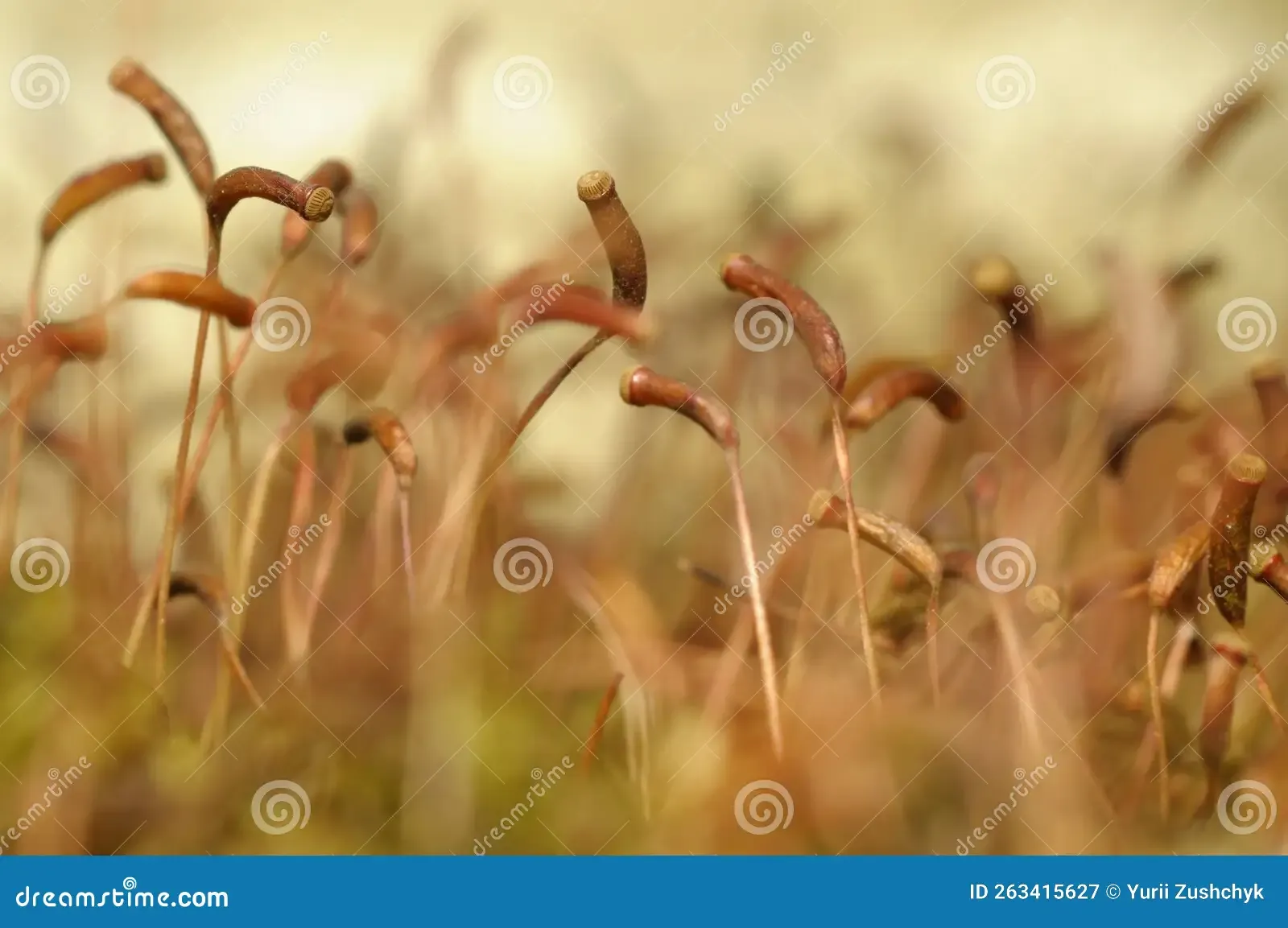 moss-aulacomnium-androgynum-seeds-growing-ground-263415627.jpg