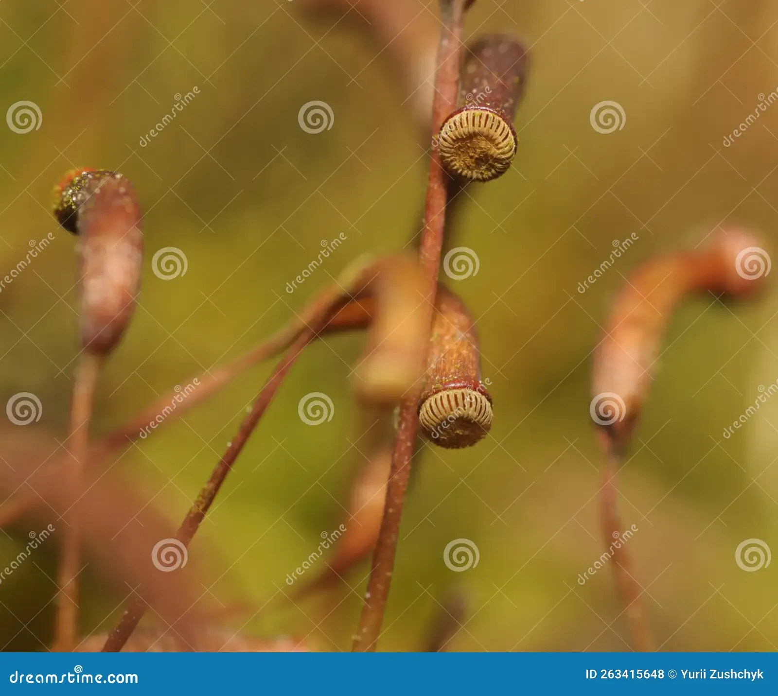moss-aulacomnium-androgynum-seeds-growing-ground-263415648.jpg