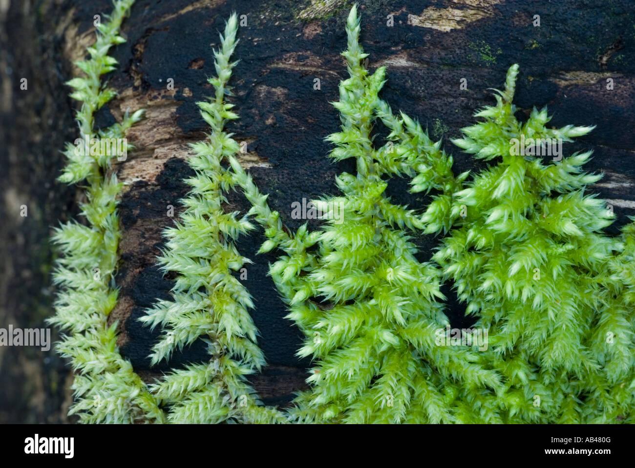 moss-brachythecium-rutabulum-on-dead-sycamore-wales-uk-AB480G.jpg