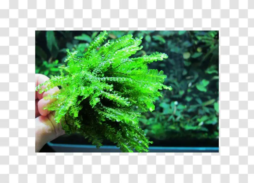 moss-bryophyte-fern-houseplant-ferns-and-horsetails.jpg