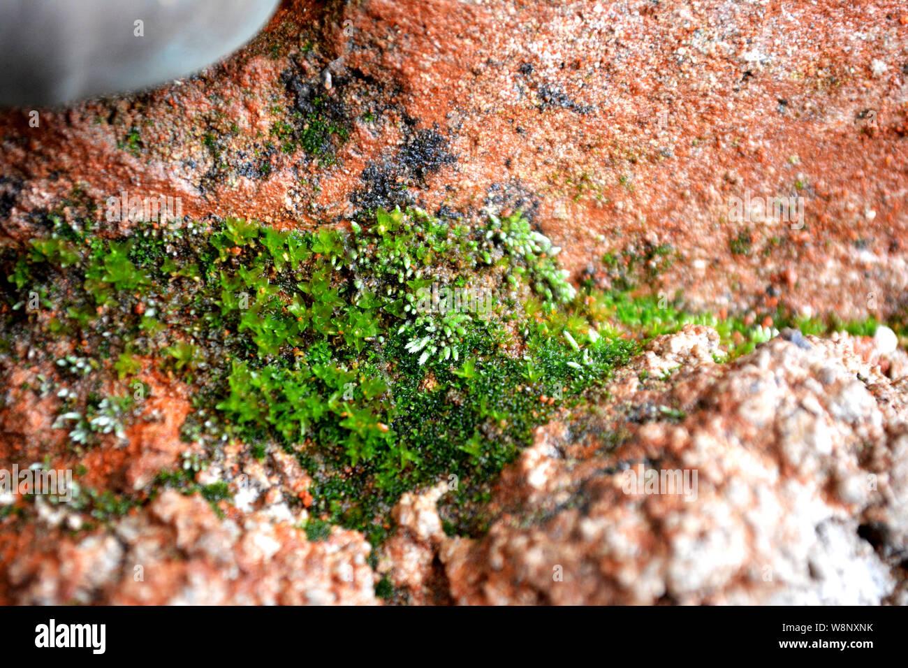 moss-bryum-argenteum-silvery-bryum-silver-moss-moss-texture-moss-background-moss-on-stone-green-moss-moss-on-a-rock-background-moss-theme-W8NXNK.jpg