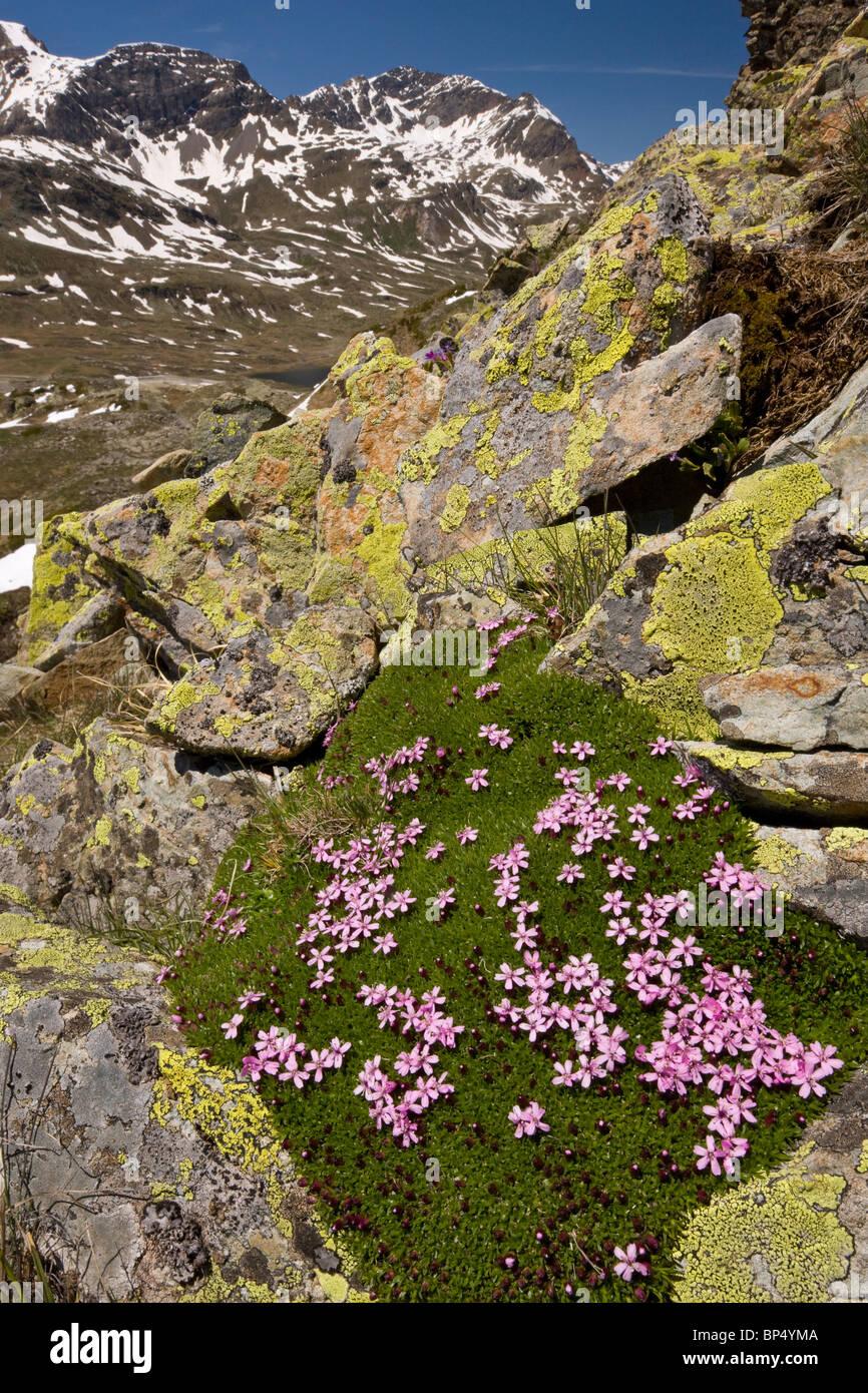 moss-campion-silene-acaulis-dichten-alpine-kissen-pflanze-schweizer-alpen-bp4yma.jpg