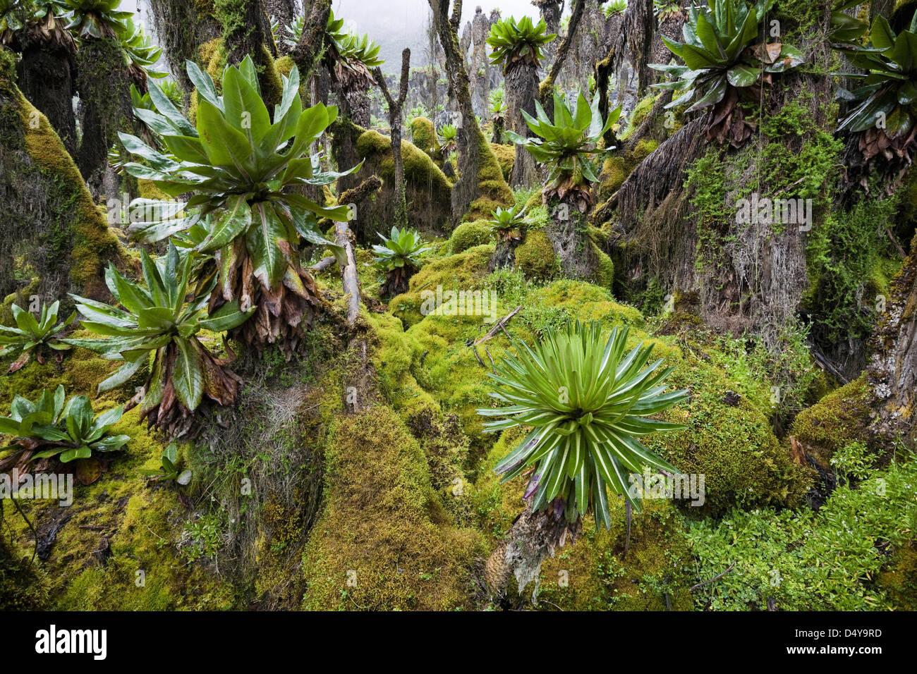 moss-carpet-in-the-dense-senecias-forest-in-ruwenzori-uganda-D4Y9RD.jpg