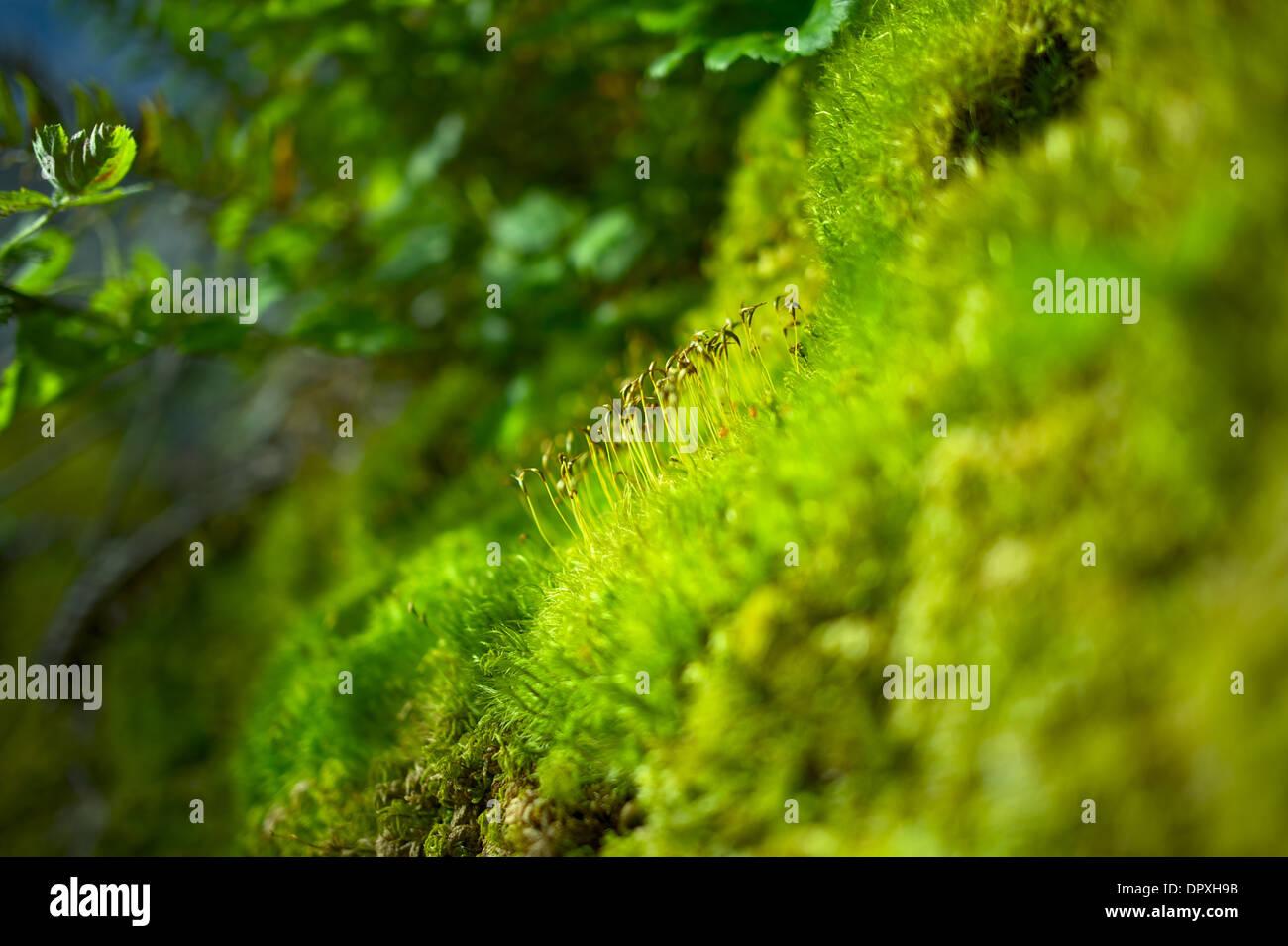 moss-closeup-mosses-were-grouped-with-the-liverworts-and-hornworts-DPXH9B.jpg