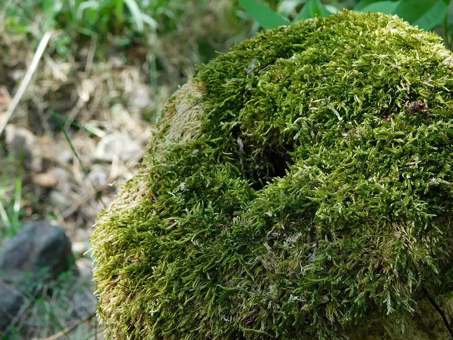 moss-covered-stump-matthias-herzog.jpg