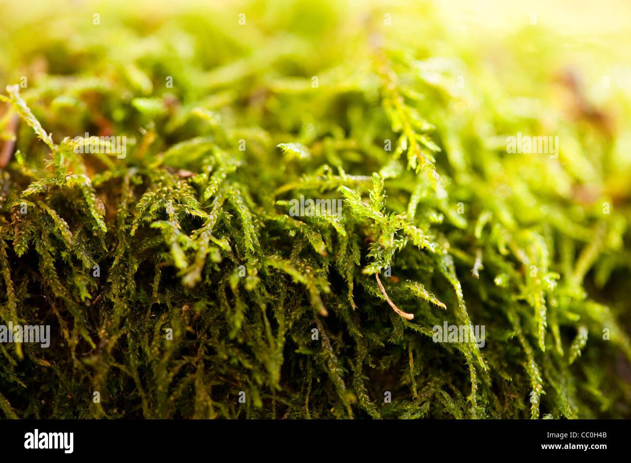moss-creciente-sobre-la-rama-de-un-acer-palmatum-ssp-matsumurae-cc0h4b.jpg