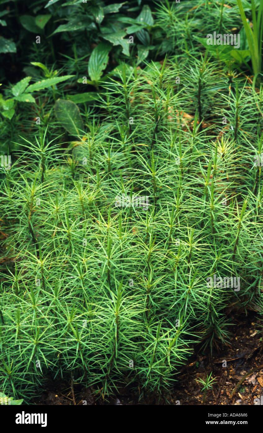 moss-dawsonia-longifolia-malaysia-borneo-ADA6M6.jpg