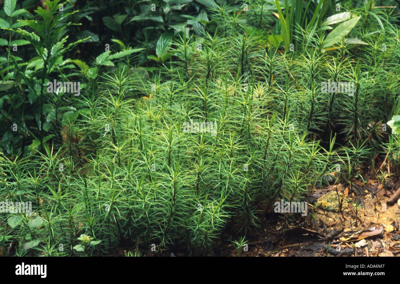 moss-dawsonia-longifolia-malaysia-borneo-ADA6M7.jpg