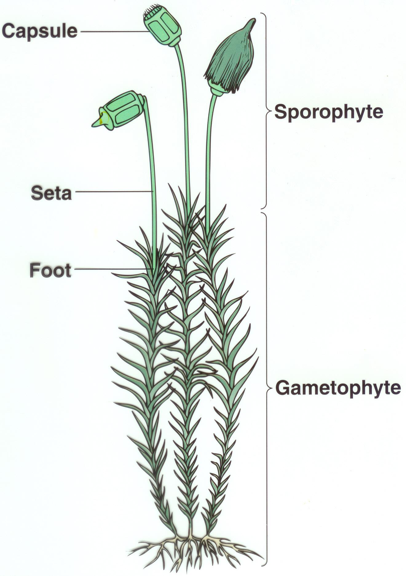 moss-diagram.jpg