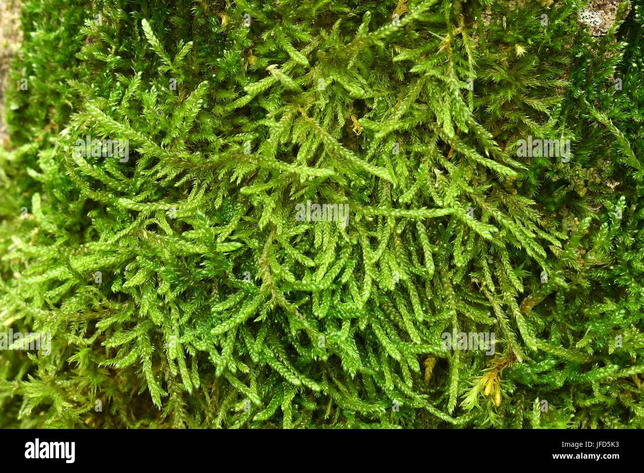 moss-eurhynchium-mossy-covered-with-moss-JFD5K3.jpg