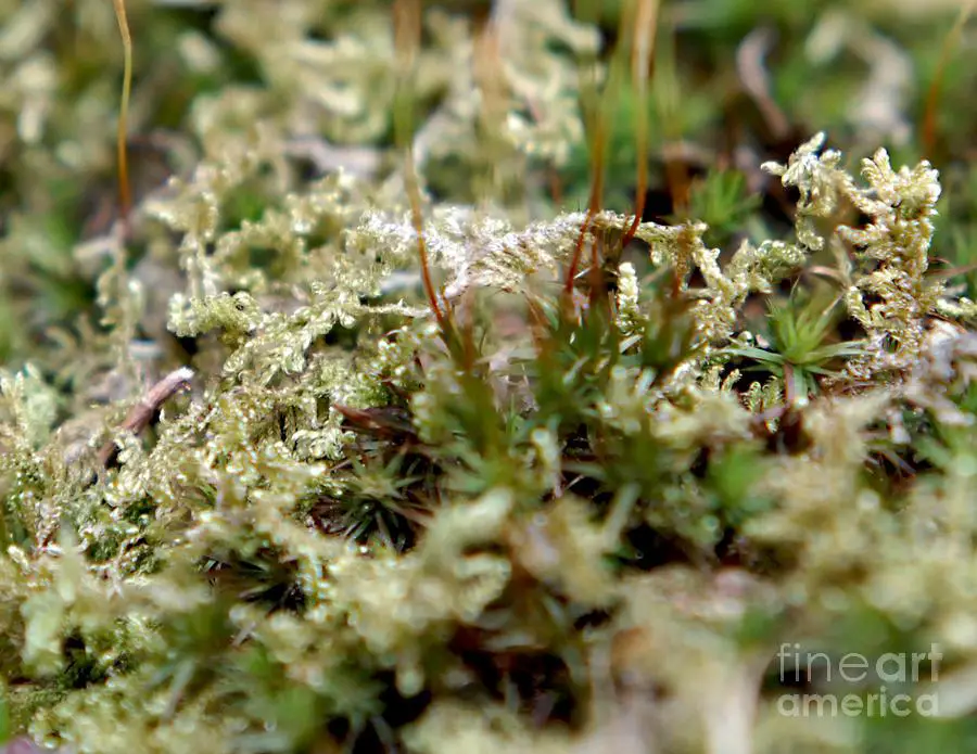 moss-ground-cover-rebecca-pearson.jpg