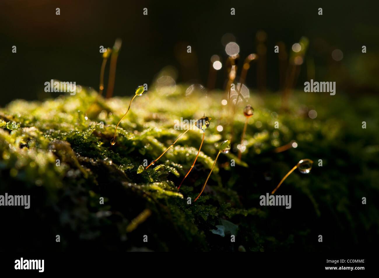 moss-growing-on-the-branch-of-an-acer-japonicum-CC0MME.jpg