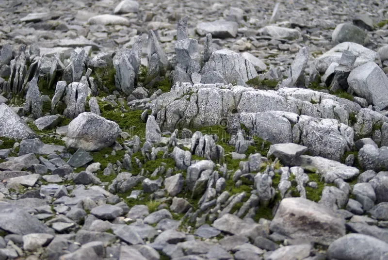 moss-growing-rocks-antarctica-green-moss-growing-up-small-grey-rocks-antarctica-104550409.jpg