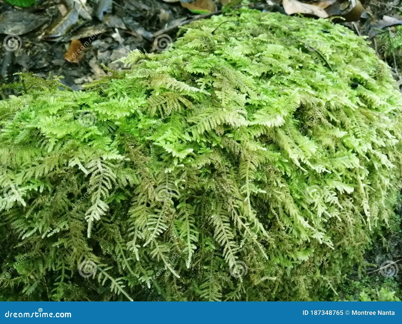 Exploring the Enchanting World of Thuidium Moss | Outdoor Moss