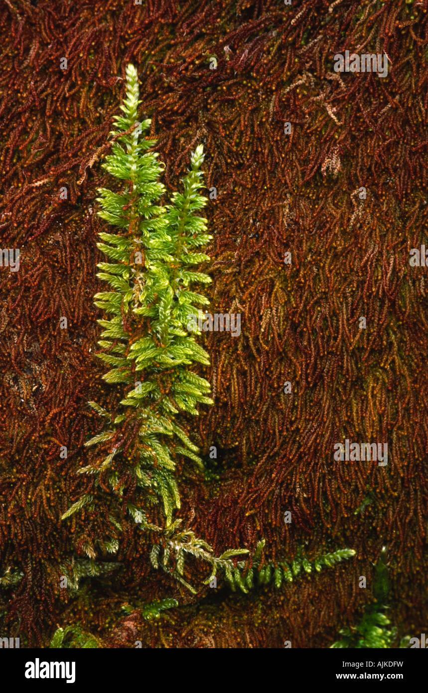 moss-homalothecium-sericeum-plant-AJKDFW.jpg