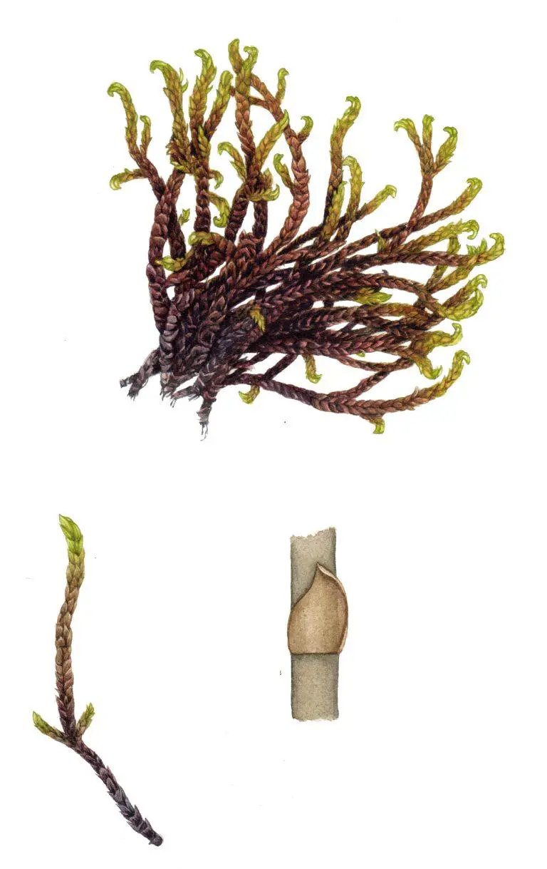 moss-hooked-scorpion-moss-scorpidium-scorpoides-768x1219.jpg