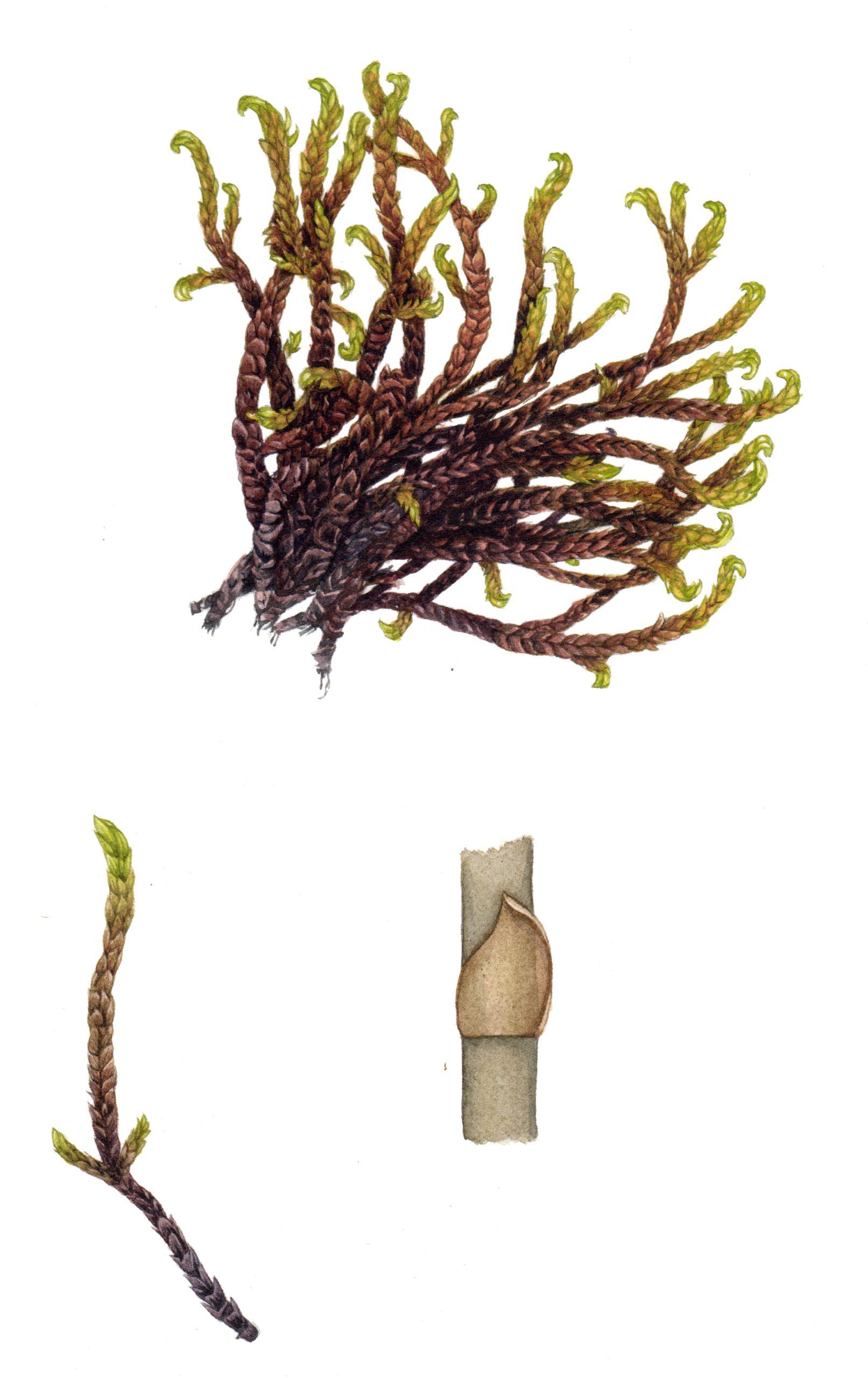 moss-hooked-scorpion-moss-scorpidium-scorpoides-scaled.jpg