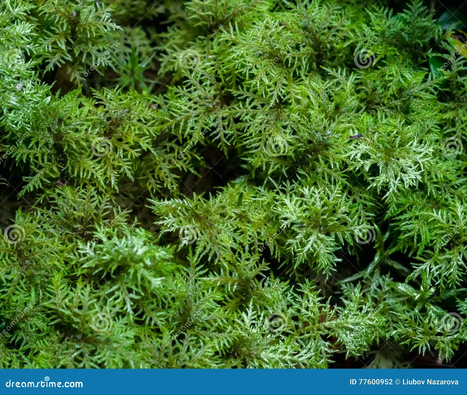 moss-hylocomium-splendens-fluffy-fresh-green-close-up-77600952.jpg