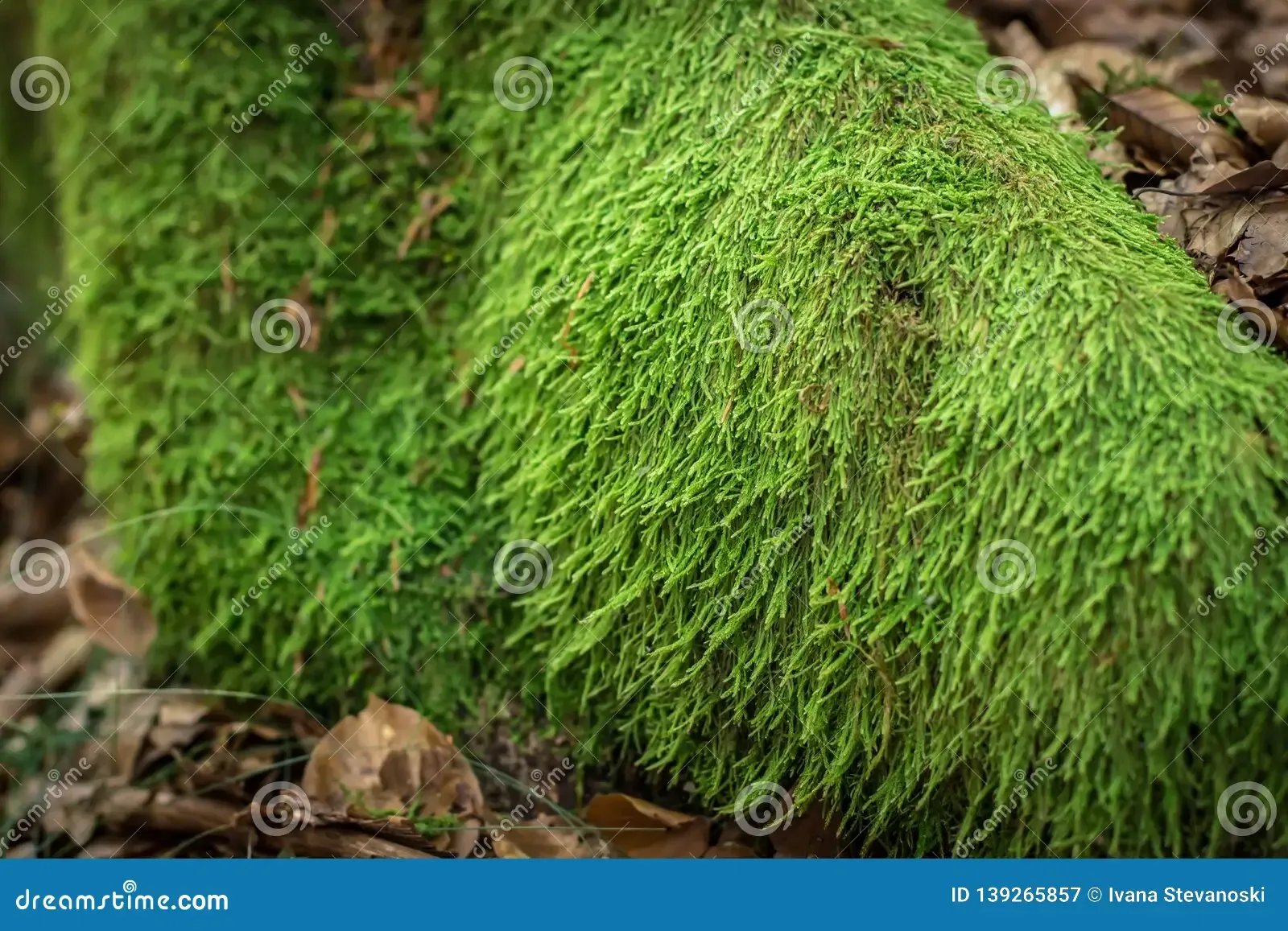 moss-hypnum-andoi-rock-beech-forest-tara-mountain-serbia-moss-hypnum-andoi-rock-139265857.jpg