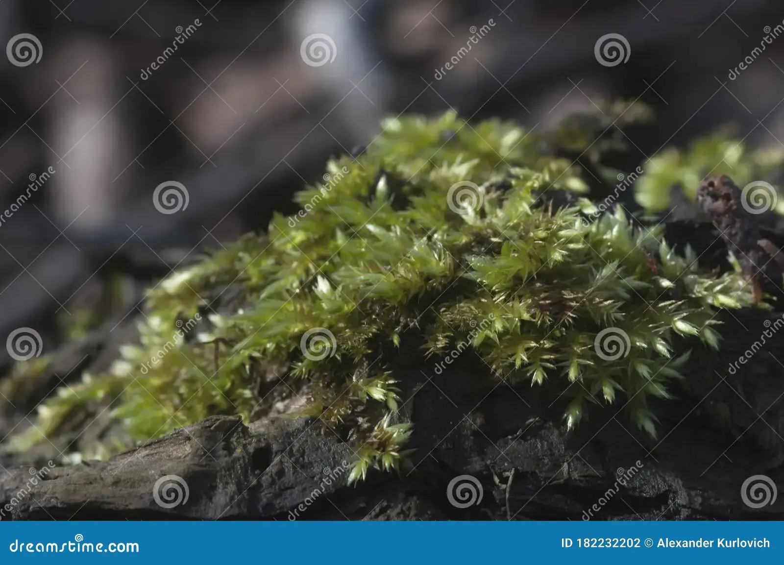 moss-hypnum-cupressiforme-close-up-shot-local-focus-182232202.jpg