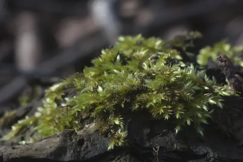 moss-hypnum-cupressiforme-close-up-shot-local-focus-182232202.jpg